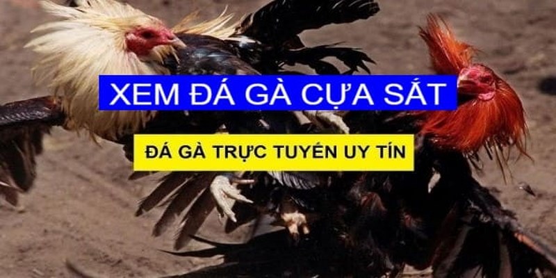 đá gà cựa sắt